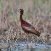 White-faced Ibis